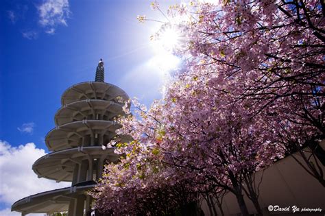 Japantown San Francisco Cherry Blossom Flickr Photo Sharing