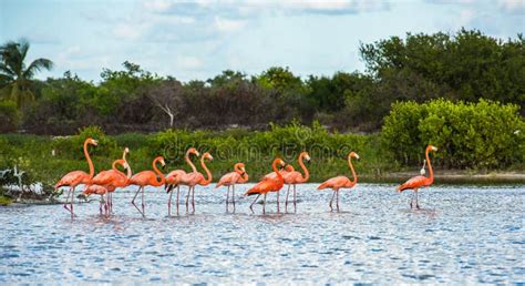 Flamingoes At Celestun Biosphere Reserve Yucatan Mexico Stock Photo