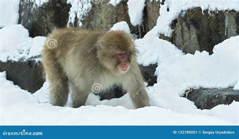 Japanese Macaque on the Snow. Stock Image - Image of baby, mammal: 132789051