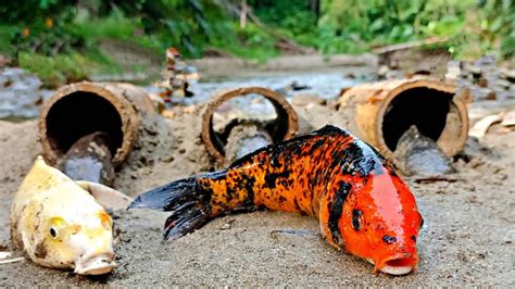 Seru Menemukan Ikan Lele Di Sungai Ikan Cupang Ikan Gabus Ikan