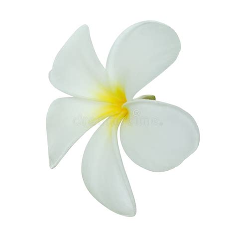 White Frangipani Flower Isolated On White Background Stock Image