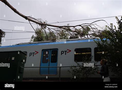 Des branches d arbres sont vues en haut d un métro à l extérieur de la