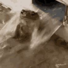 Gullah Gullah Island Frog GIFs | Tenor