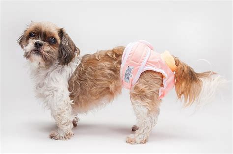 Guide To Choosing A Dog Diaper For Your Senior Dog Dog Quality