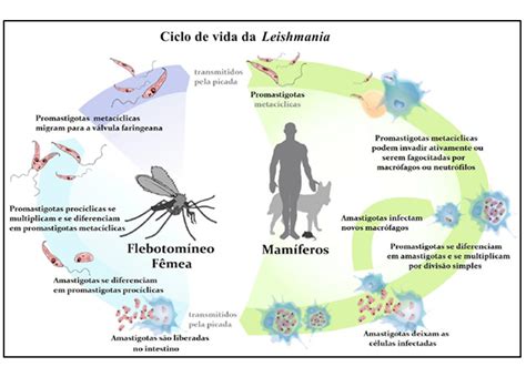 Leishmaniose Tegumentar Defini O Causas E Tratamento