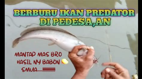 BERBURU IKAN PREDATOR DI PEDESAAN YouTube