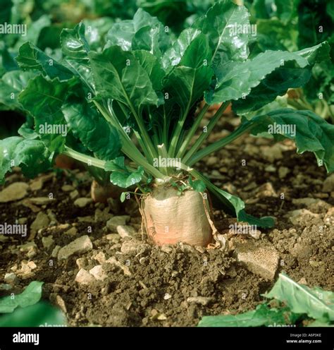 Fodder Beet Beta Vulgaris Mature Plant Ready For Harvest Stock Photo