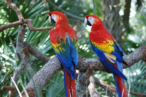 Macaw Red Parrot Free Photo On Pixabay