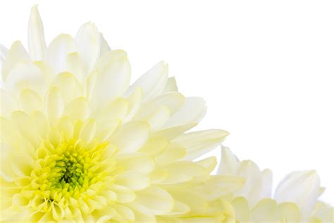 Yellow Flower Border Free Stock Photo - Public Domain Pictures