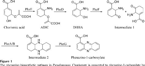 Figure 1 from Structure of the phenazine biosynthesis enzyme PhzG ...