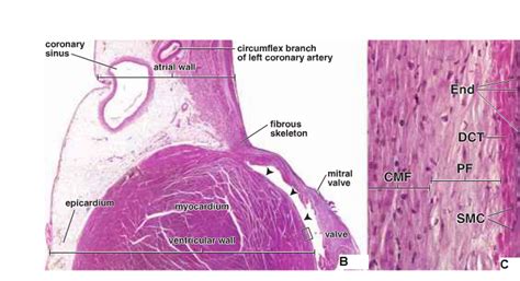 histology cardiovascular system