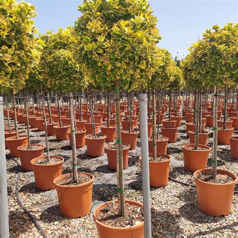 Italian Plants – Four Oaks Nursery