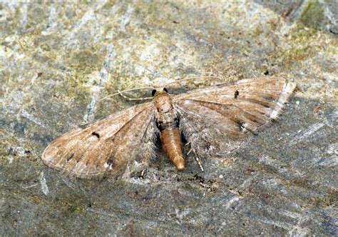 1830 Wormwood Pug Eupithecia Absinthiata 17th July 201 Flickr