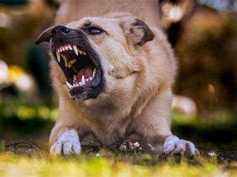 Cachorro De Ra A Brasileira Tem A Mordida Mais Forte Do Mundo Saiba