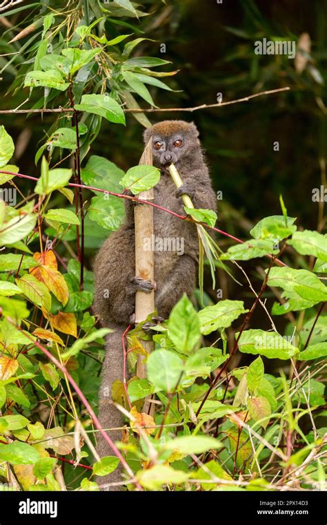 Eastern Lesser Bamboo Lemur Hapalemur Griseus Endangered Endemic