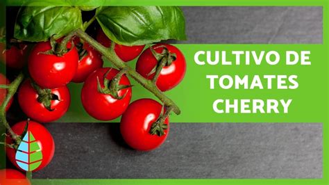 C Mo Cultivar Tomates Cherry En Huerto Y En Maceta Youtube