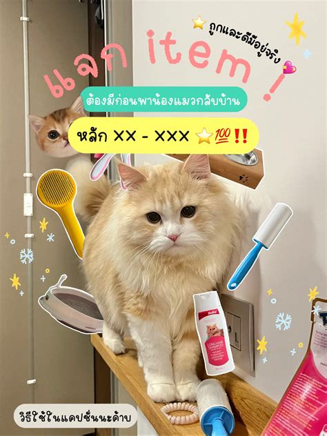 🐈🥣แจก Item ต้องมีก่อนมีน้องแมวหลัก Xx Xxx ⭐️สไตล์เด็กbu แกลเลอรี