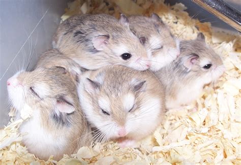 dwarf hamsters - dwarf hamsters Photo (10981843) - Fanpop - Page 4