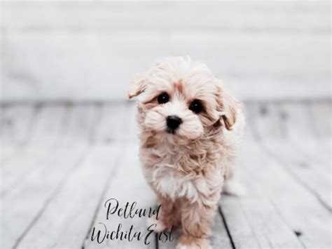 Maltipoo Puppies Petland Wichita Kansas