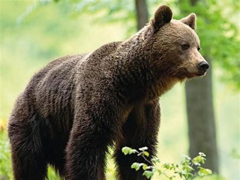 Trentino L Orso M Prelevato E Abbattuto In Val Di Sole La Voce News