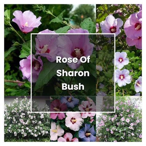 How To Grow Rose Of Sharon Bush Plant Care And Tips Norwichgardener