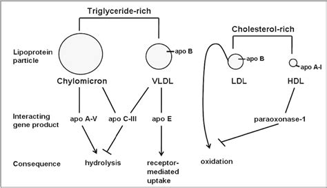 Overview Of Lipoprotein Metabolism And Evaluated Gene Products The 2