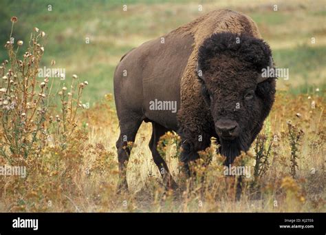 Buffalo American animal Stock Photo - Alamy