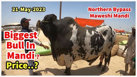 Biggest Bull In Mandi Price Northern Bypass Maweshi Mandi Youtube