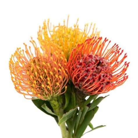 Pincushion Flowers 50 stems | J R Roses Wholesale Flowers