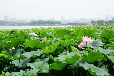 Hangzhou West Lake in Summer. Stock Image - Image of calm, attractions ...