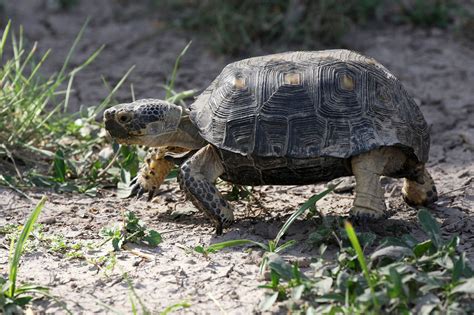 Texas-Tortoise - Learn About Nature