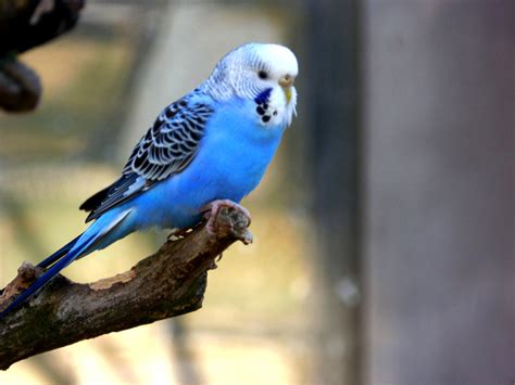 Blue Budgie by Wonderful Dream Picture / 500px