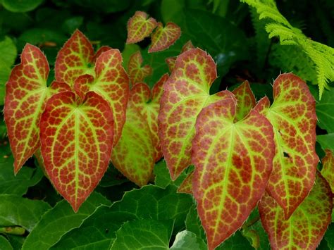 Epimedium Horny Goat Weed