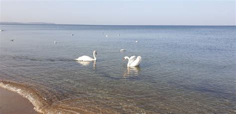 coast swan bird  photo  pixabay pixabay