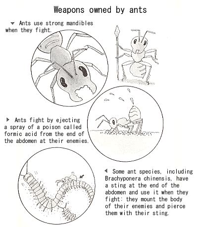 How Do Ants Fight