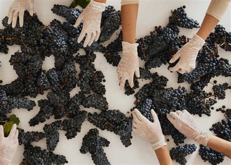 La Seconda Vita Del Merlot Toscano Il Vino Che Sfida Il Cambiamento