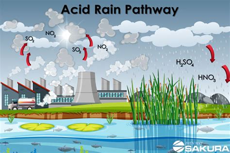 Mưa axit là gì? Nguyên nhân, quá trình hình thành, tác hại và hướng ...