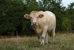 Blonde Daquitaine Cattle Facts Uses Origins Characteristics With