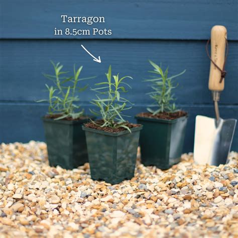 French Tarragon Plant – Roots Plants