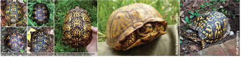 Species Spotlight - Woodland Box Turtle (U.S. National Park Service)