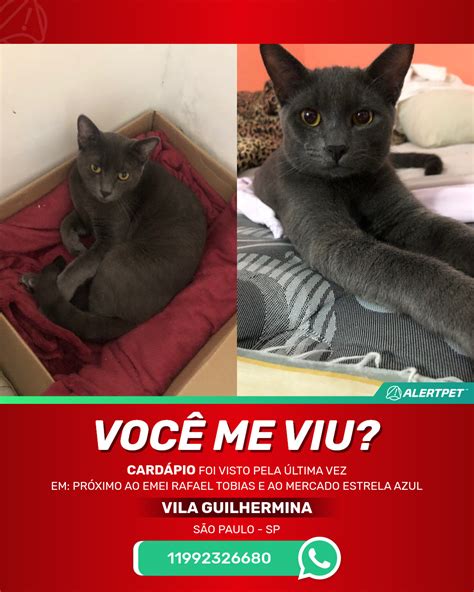 Gato Perdido S O Paulo Sp Card Pio Alertpet