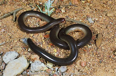 Blackish Blind Snake Stock Photo Minden Pictures