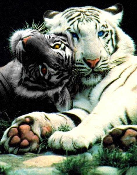 beautiful   animal kingdom beautyharmonylife grande