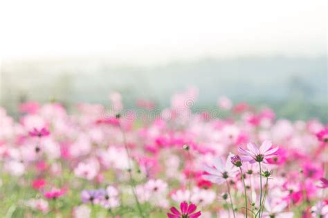 Campo De Flores Cor De Rosa Do Cosmos Paisagem Das Flores Foto De