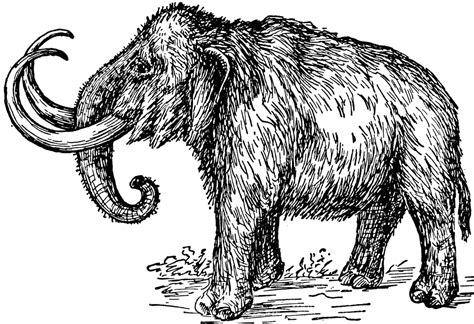 Mammoth Clipart Etc