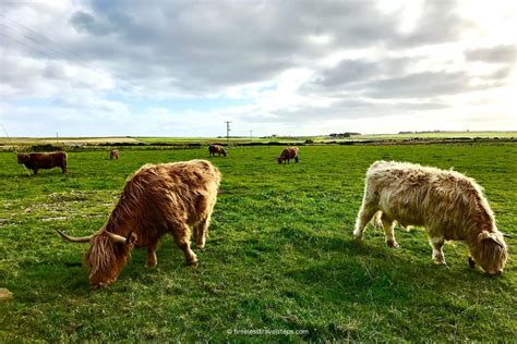 Highland Coos: Beyond the Postcards of the Scottish Highland