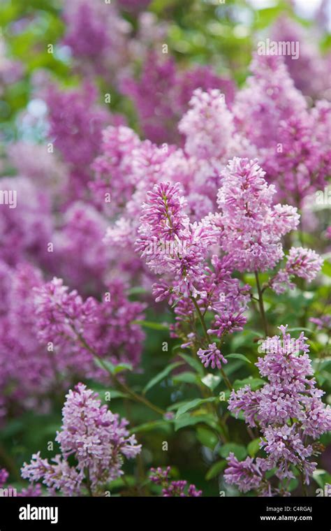 Lilac bush in spring, Parry Sound, Ontario, Canada Stock Photo - Alamy