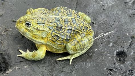 Largest frog species in over a century found in Africa