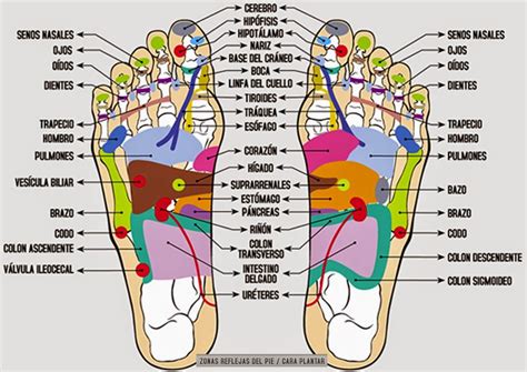 Reflexologia Y Masajes Relajantes Durante El Aislamiento Social