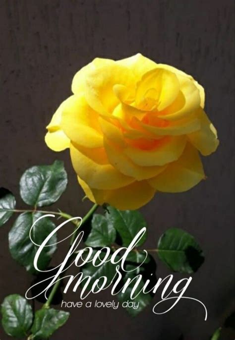 Yellow Rose Good Morning Pictures